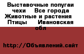 Выставочные попугаи чехи  - Все города Животные и растения » Птицы   . Ивановская обл.